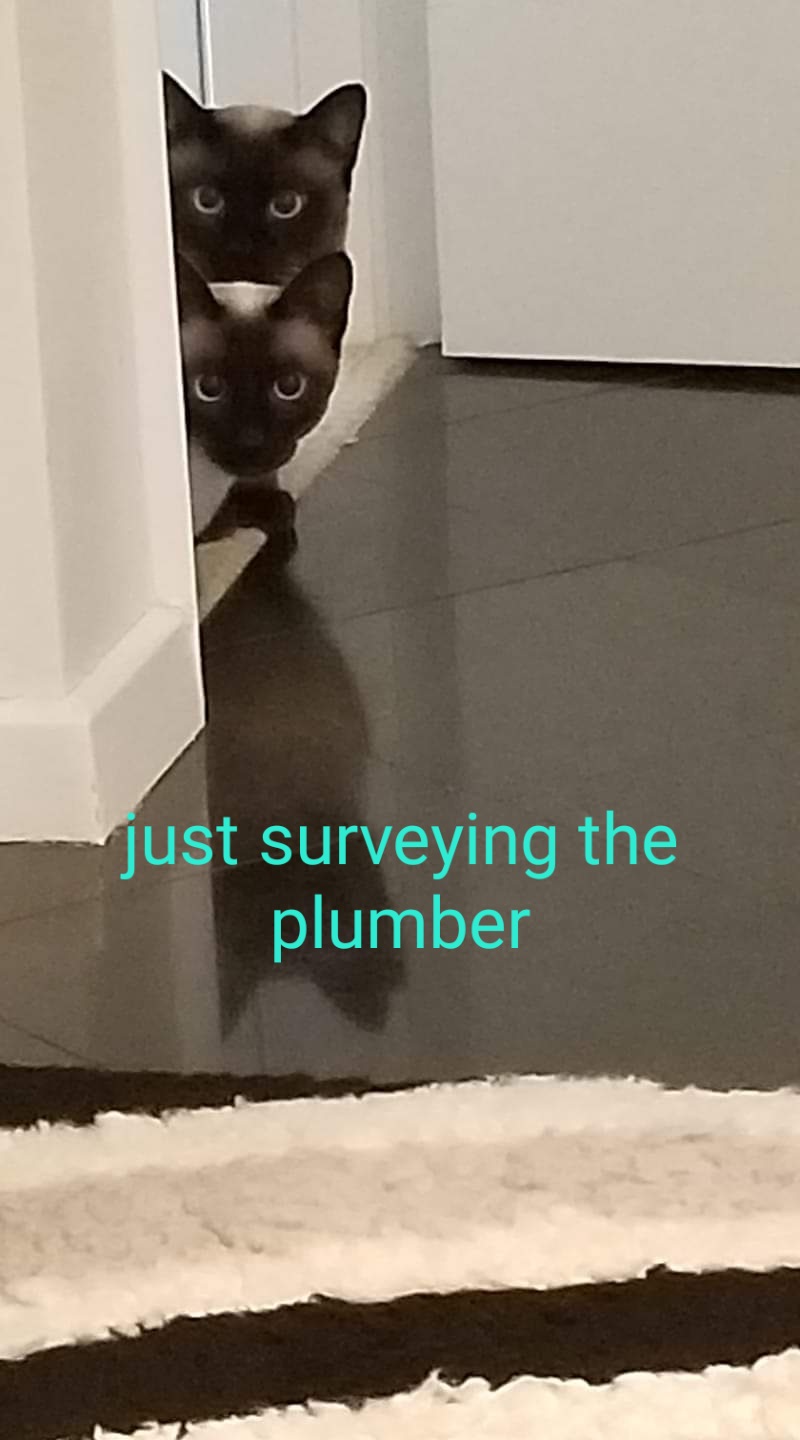 Just surveying the plumber
